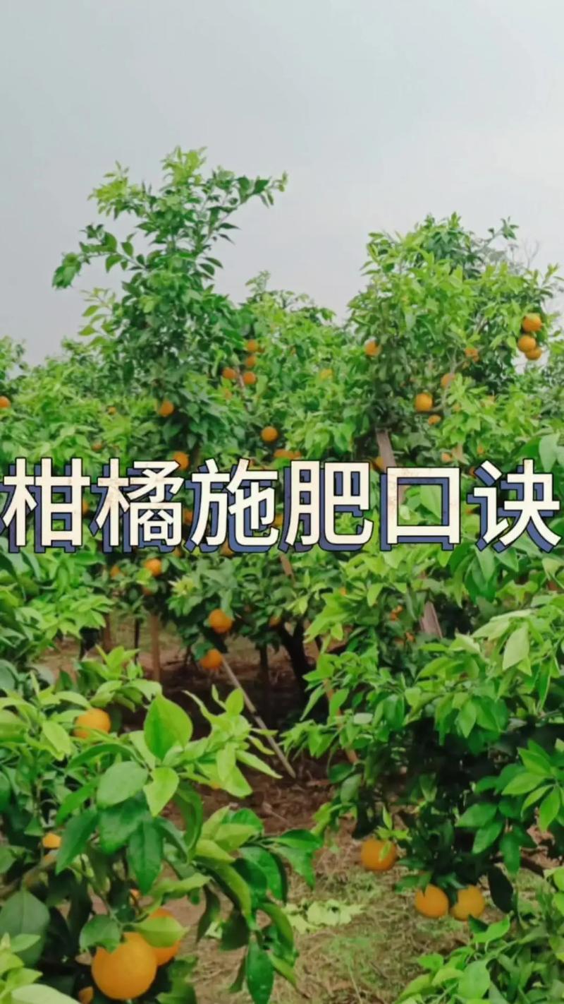 桔子怎么发酵肥料吗？桔子怎样施肥才快长大?