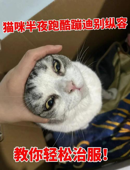 猫半夜跑酷是什么意思?猫半夜跑酷怎么办