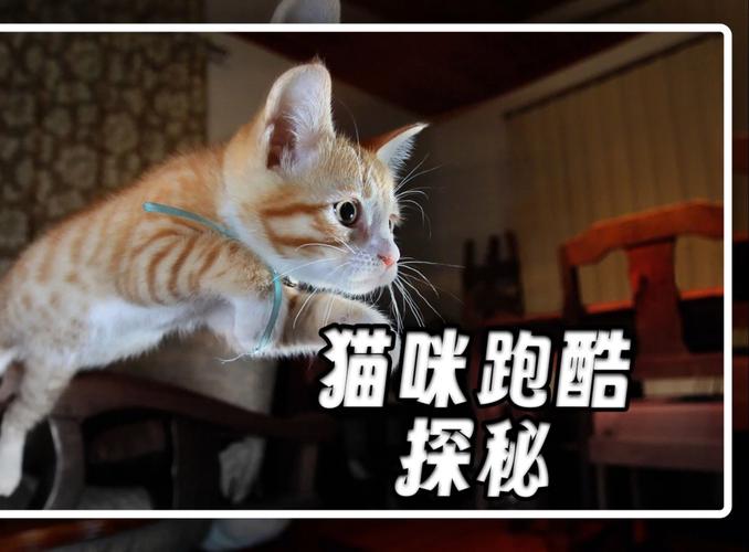 猫半夜跑酷是什么意思?猫半夜跑酷怎么办