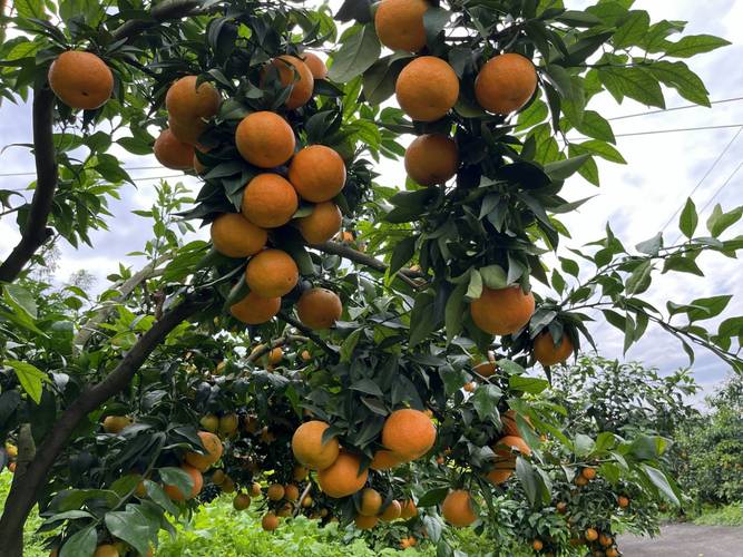 产桔子的地方是啥地方？桔子产地在哪里