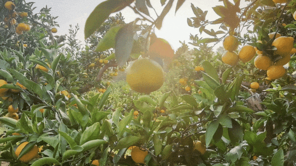 产桔子的地方是啥地方?桔子产地在哪里