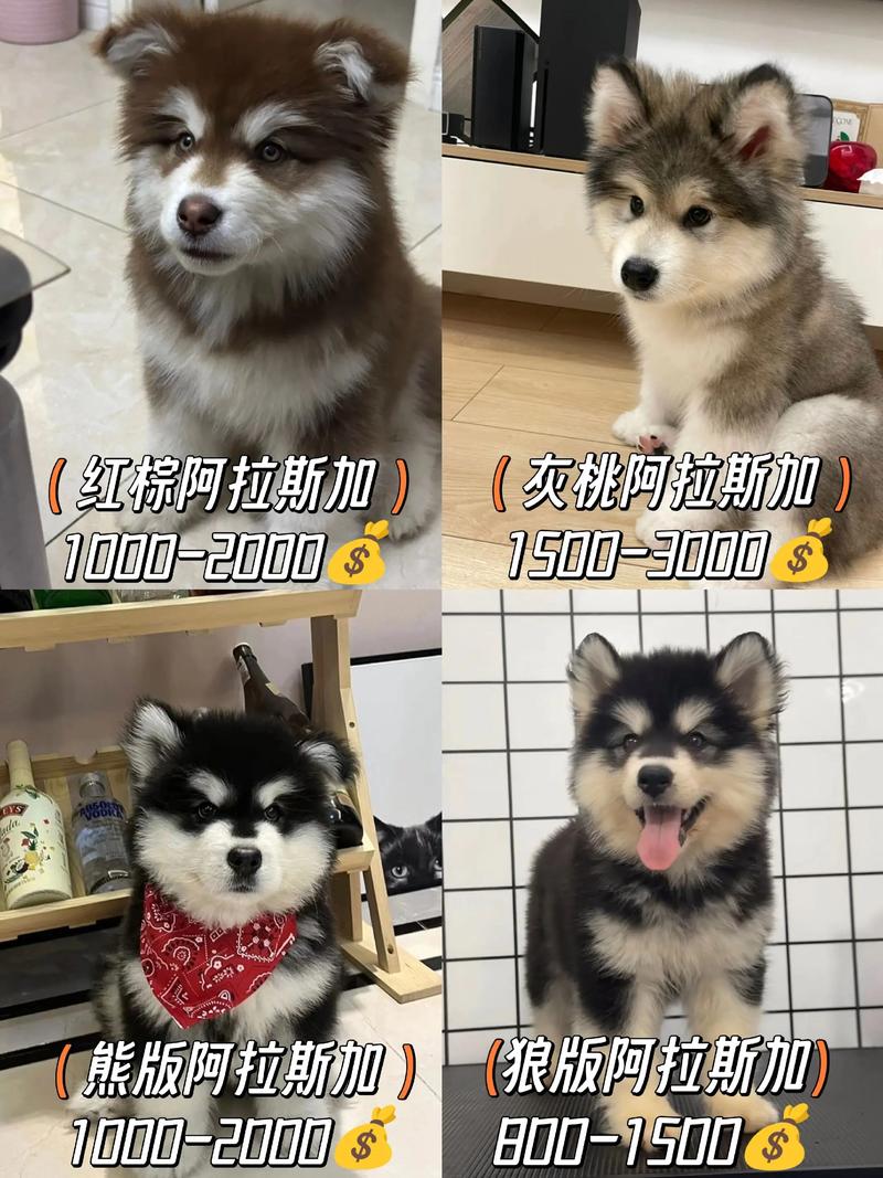 巨型阿拉斯加犬和高加索哪个大一点？高加索和阿拉斯加配种