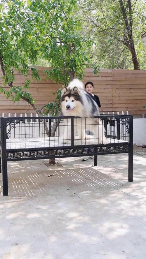 巨型阿拉斯加犬和高加索哪个大一点?高加索和阿拉斯加配种