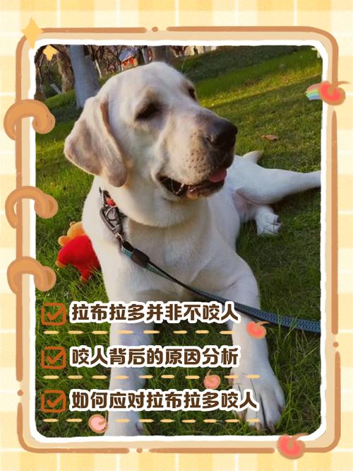 拉布拉多咬不咬人?？拉布拉多咬人嘛