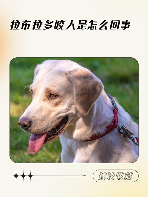 拉布拉多咬不咬人??拉布拉多咬人嘛