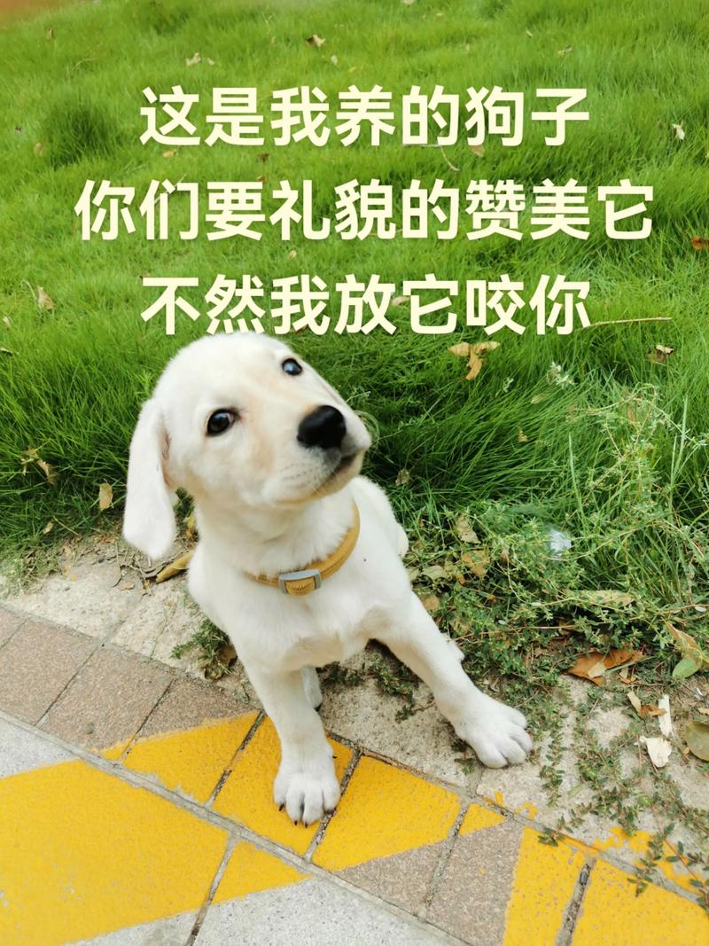 拉布拉多咬不咬人??拉布拉多咬人嘛