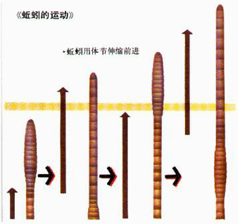 蚯蚓的运动方式是靠什么完成的?蚯蚓的运动是靠什么辅助完成的