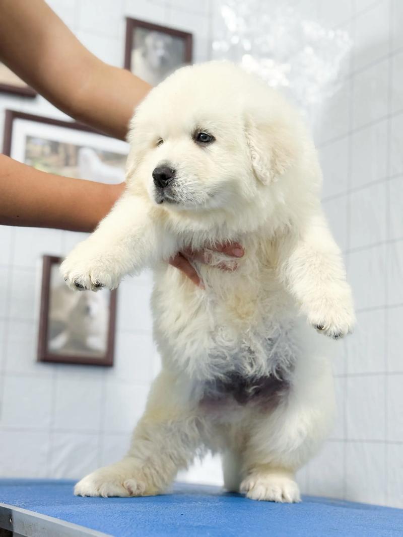 大白熊犬在城市可以养吗？大白熊犬哪里可以养