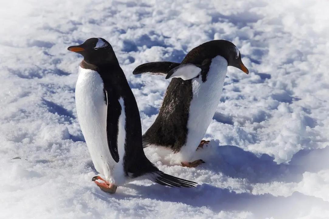 企鹅生活在一种什么样的环境中呢？企鹅生活环境在哪里