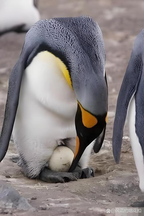 企鹅生活在一种什么样的环境中呢?企鹅生活环境在哪里
