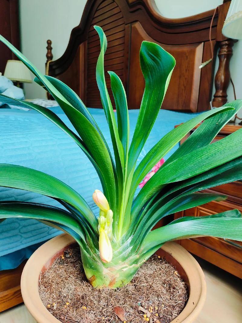 君子兰还没出剑就开花？君子兰还没出剑就开花了怎么办