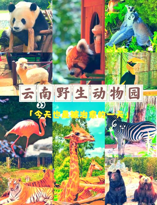 昆明野生动物园地址在哪里？昆明野生动物园门票