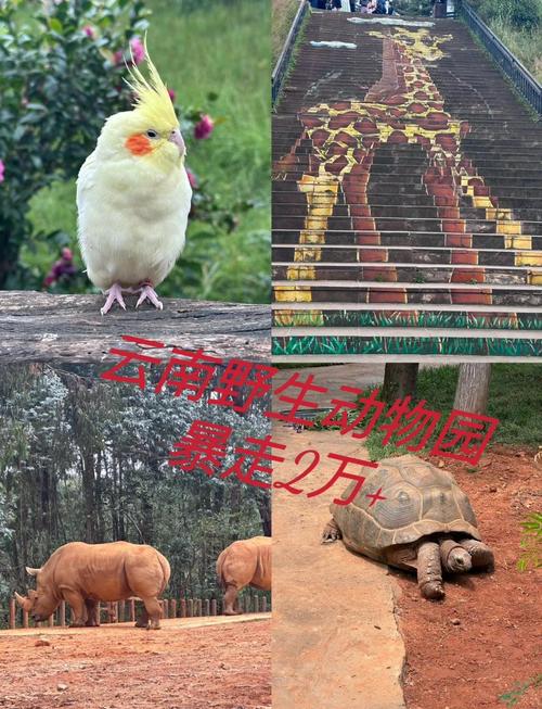 昆明野生动物园地址在哪里?昆明野生动物园门票