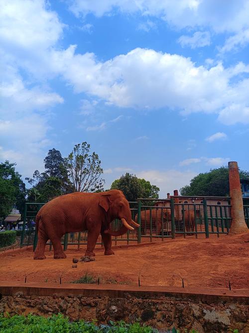 昆明野生动物园地址在哪里?昆明野生动物园门票