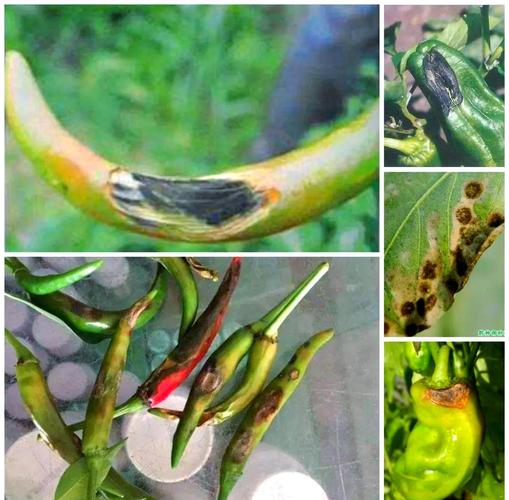 辣椒长着长着就烂了是什么病？辣椒长到半大就烂