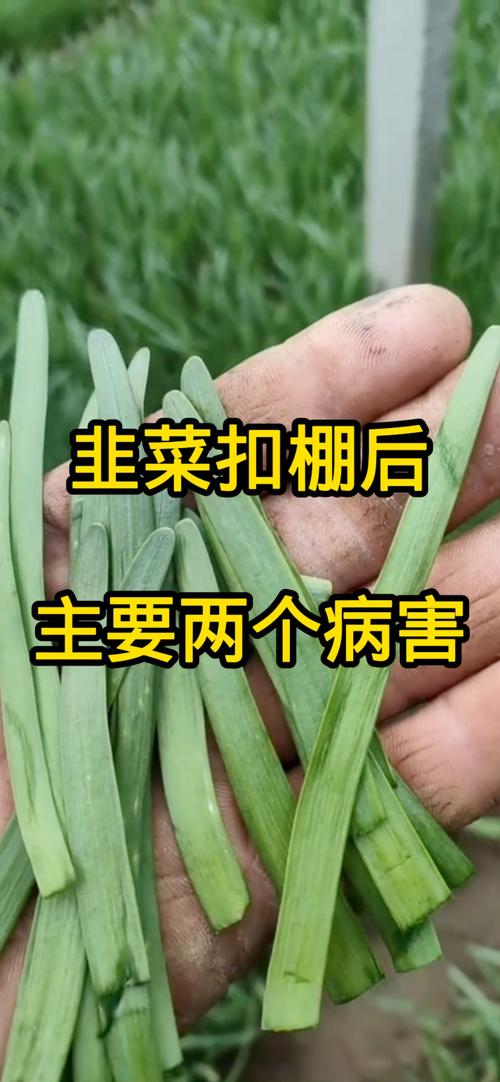 韭菜中毒的早期症状?韭菜中毒事件