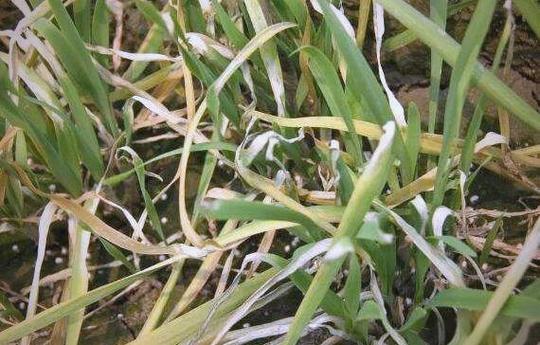 韭菜中毒的早期症状?韭菜中毒事件