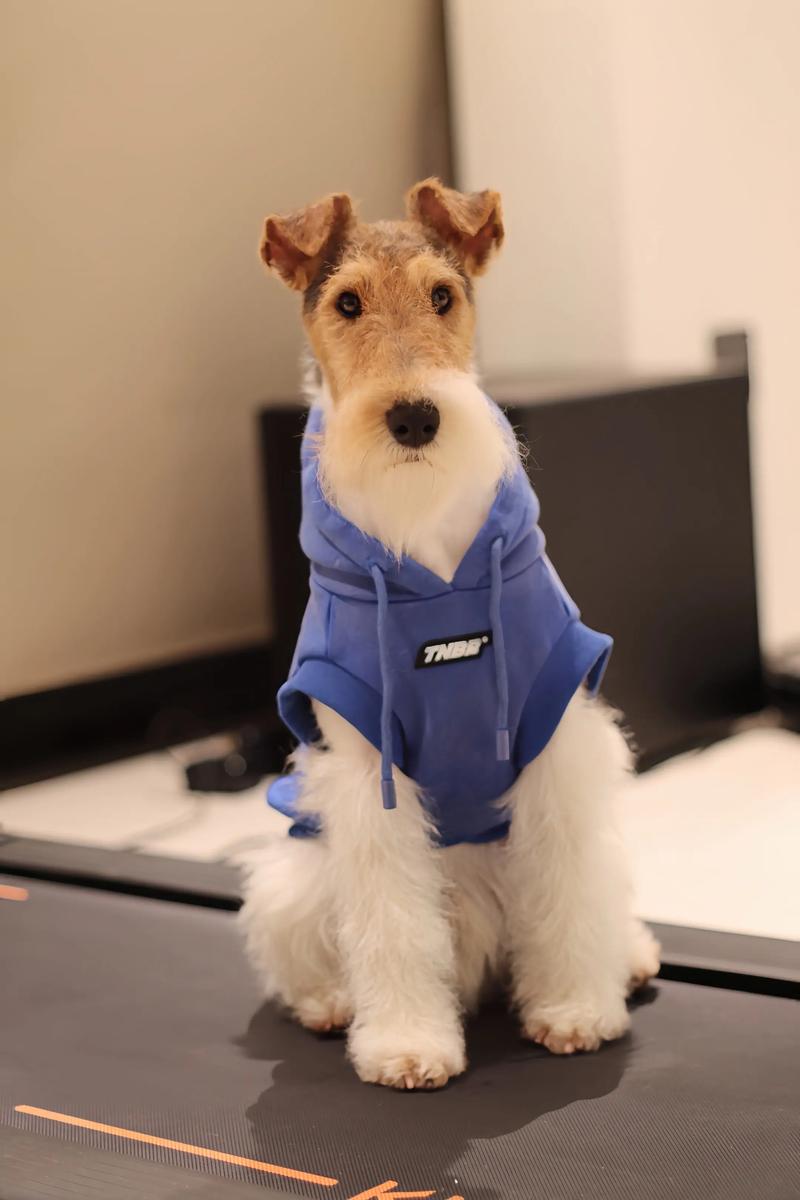 狗狗跑酷是什么意思？狗狗跑酷是什么意思啊