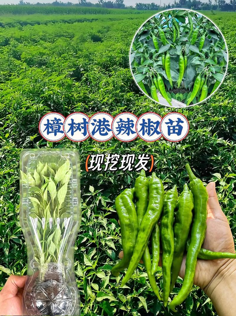 辣椒是哪里引进的？辣椒原产地是哪里,什么时间引进中国