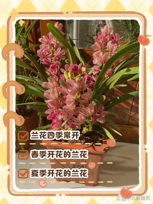 兰花在什么季节开?？兰花在哪个季节开