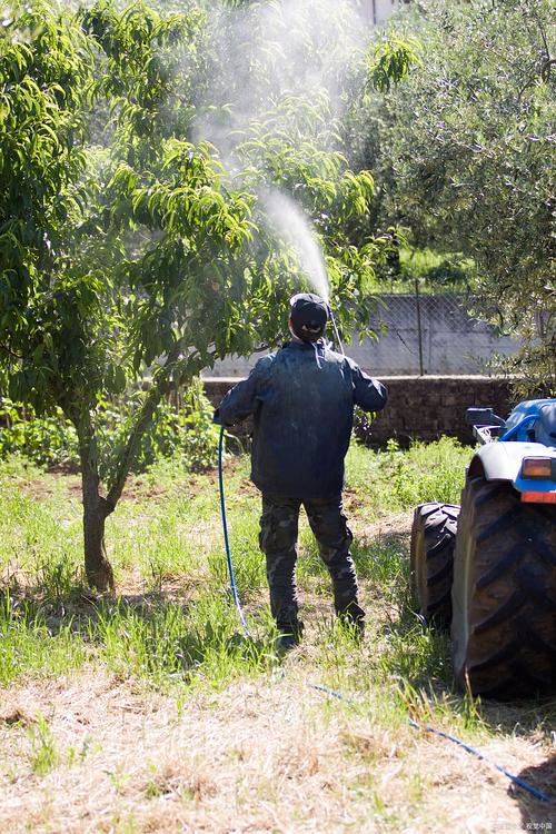 苹果树打尿素溶液多少浓度？苹果树打尿素对果树有影响吗