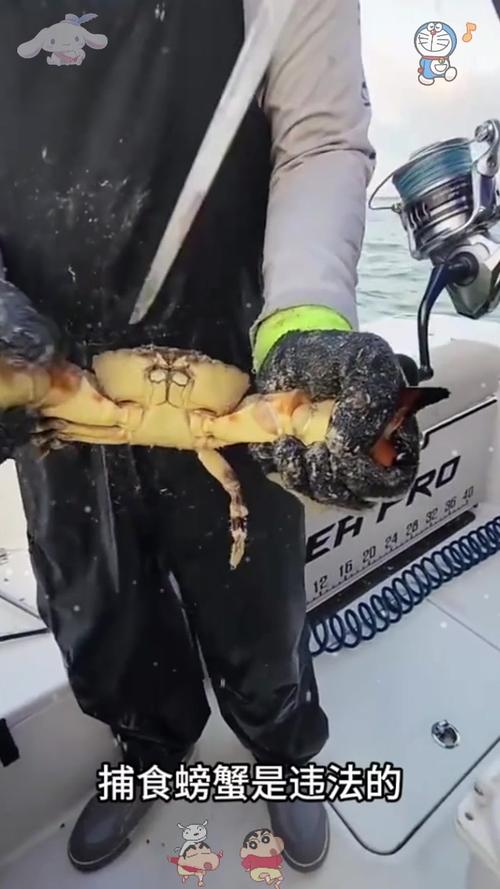 螃蟹蟹钳断了是否会重新长出来呢？螃蟹钳断了还能再长出来吗