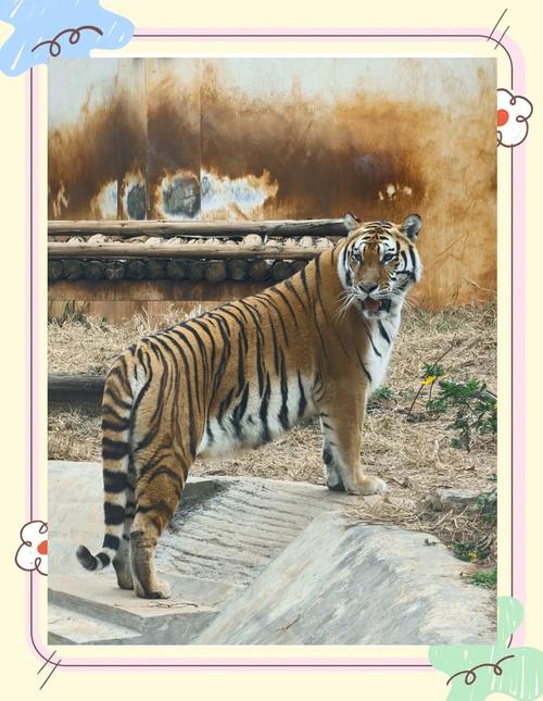 昆明有几个动物园哪个动物多？昆明哪个动物园好玩些