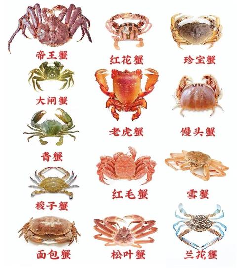 螃蟹的饮食睡觉喜好和性格?螃蟹睡觉吗?