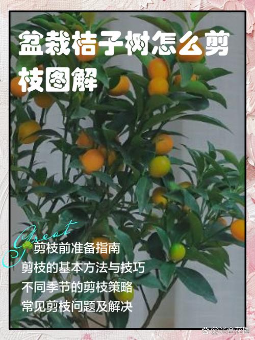 橘子树能扦插成活吗？桔子树可以插活吗