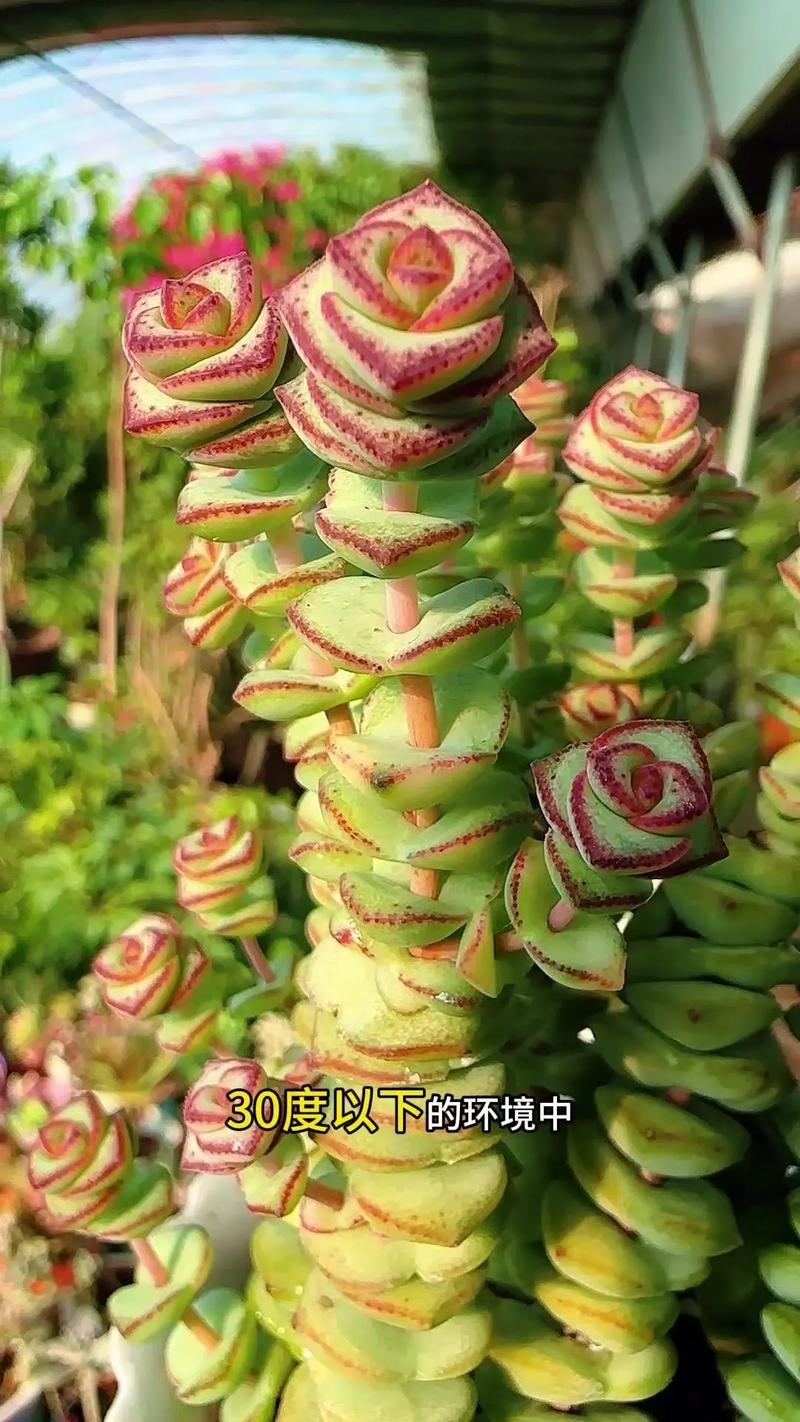 钱串花怎么养效果最好?钱串花的养殖方法