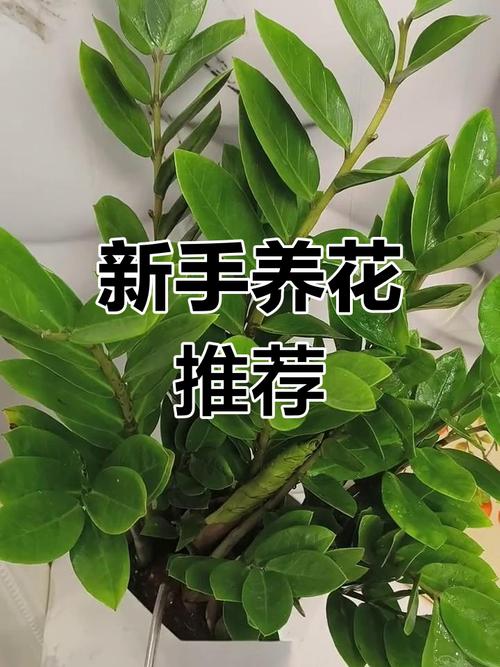 钱串花怎么养效果最好?钱串花的养殖方法