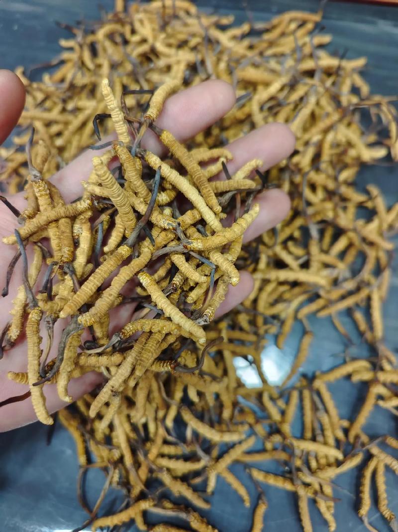 青藏特产药材有哪些？青藏特产中草药