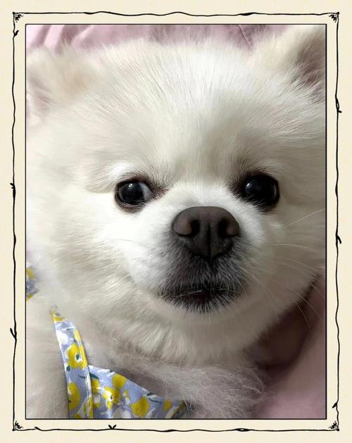 请问博美犬如何教它才会听话？请问博美犬如何教它才会听话视频