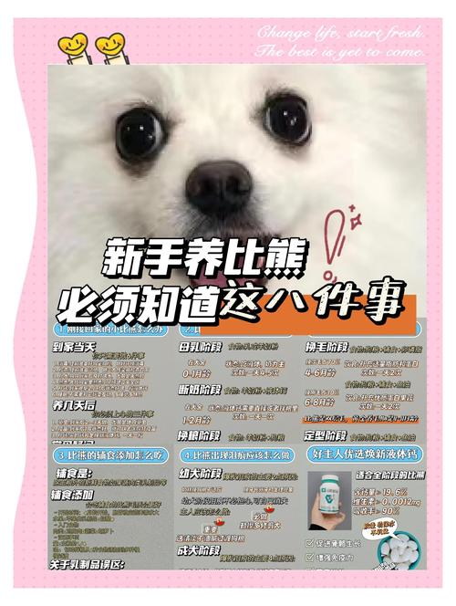 6个月比熊喂多少狗粮？六个月大比熊犬一顿吃多少