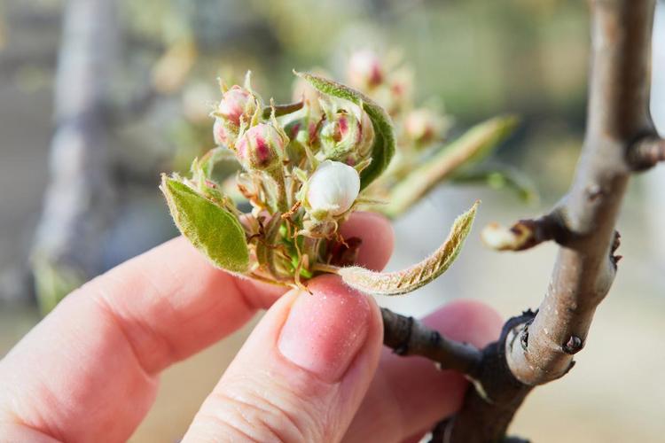 苹果树春天发芽多久开花？苹果树从发芽到开花需几天