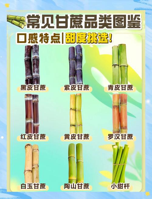 甘蔗原产地是哪个国家？甘蔗来自哪个产地