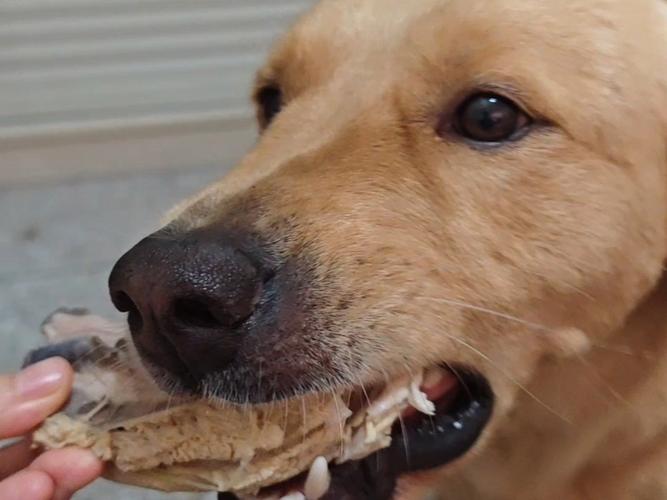 天天给狗狗吃鸡肉可以吗？天天给狗狗吃鸡肉可以吗视频