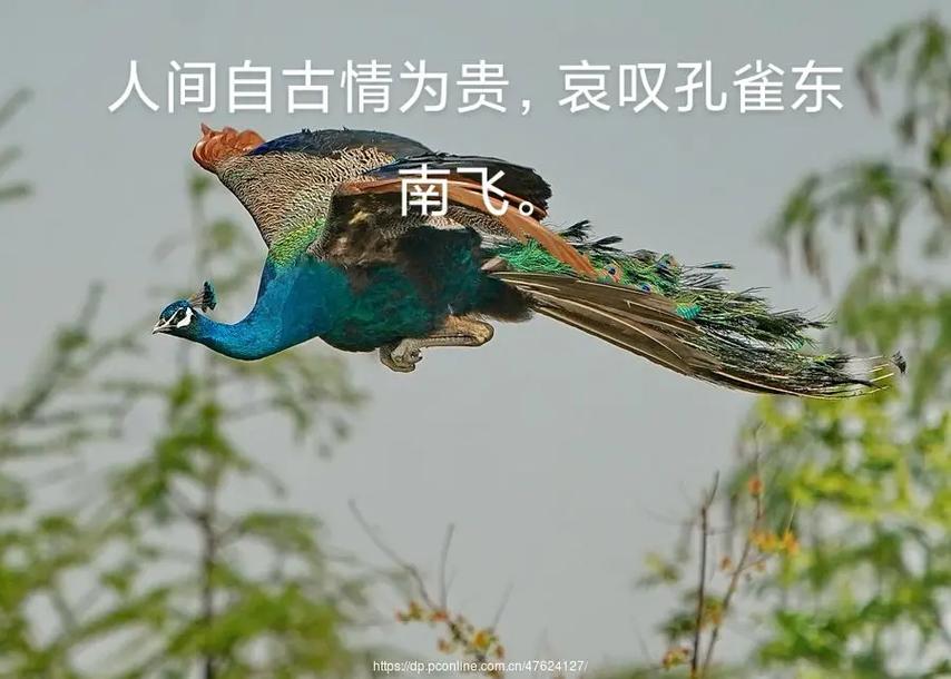 孔雀东南飞代表什么?孔雀东南飞代表什么意思