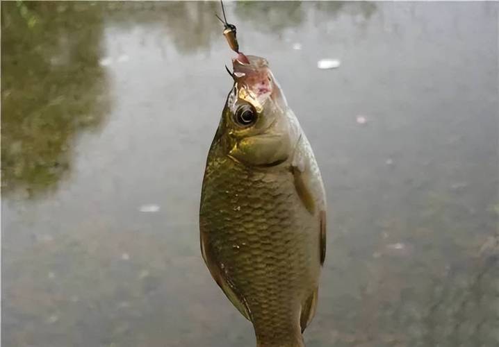 蚯蚓沾香油上鱼吗能吃吗?香油沾蚯蚓钓鲫鱼