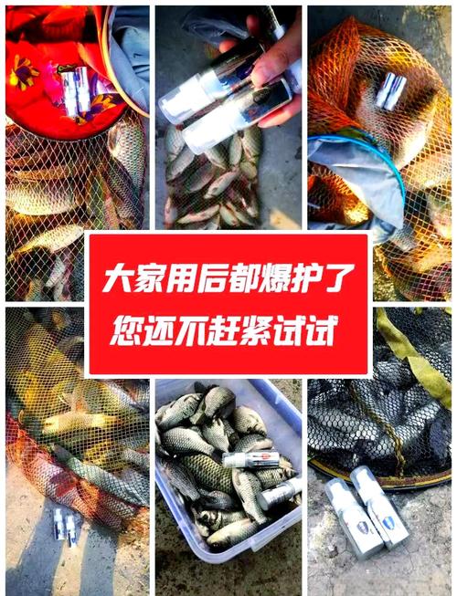 蚯蚓沾香油上鱼吗能吃吗?香油沾蚯蚓钓鲫鱼