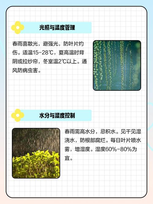 春雨盆栽的养殖方法？盆栽春雨怎样繁殖