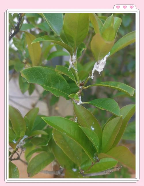 盆栽叶子出现密密麻麻白点？盆栽叶子上有白白的东西