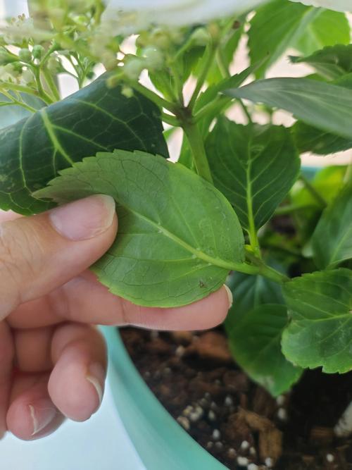 盆栽叶子出现密密麻麻白点?盆栽叶子上有白白的东西