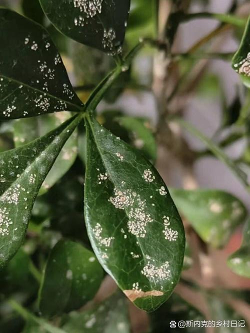 盆栽叶子出现密密麻麻白点?盆栽叶子上有白白的东西