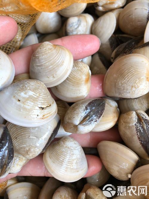 月经期间能吃白贝吗?经期能吃贝类吗?