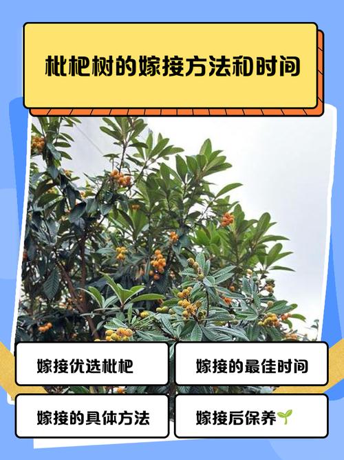 枇杷什么时间嫁接？枇杷几月嫁接