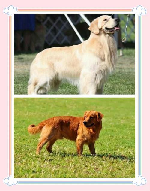 卷毛的金毛是英系还是美系？金毛犬卷毛是纯种的吗