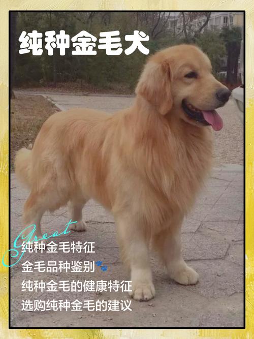 卷毛的金毛是英系还是美系?金毛犬卷毛是纯种的吗