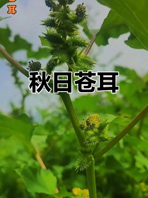 秋天里有哪些植物成熟了？有什么植物在秋天成熟