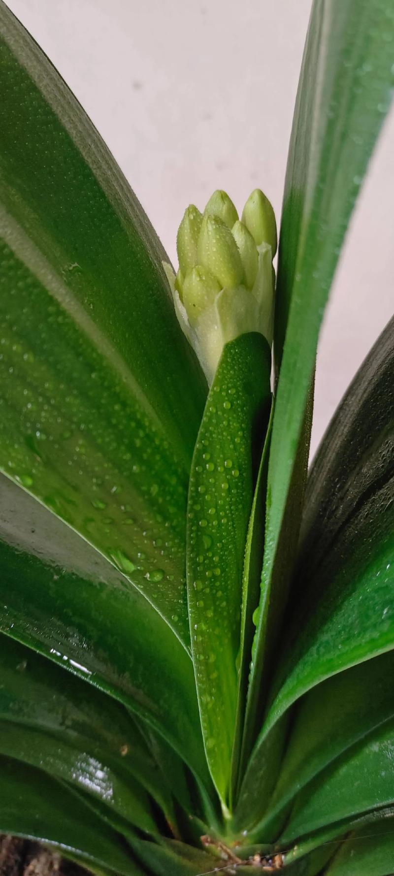 君子兰出花剑时要注意什么？君子兰出剑图